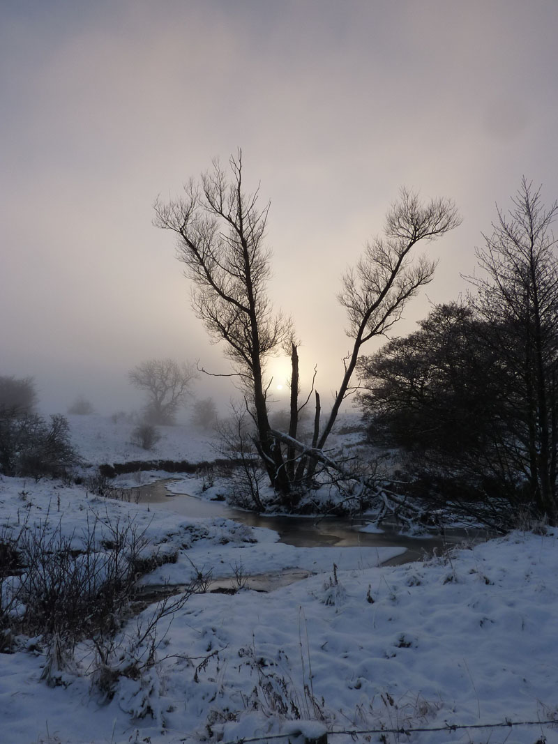 Misty Tree